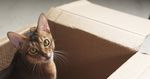 Foto: Katze in einem Karton (Quelle: AdobeStock / GCapture)