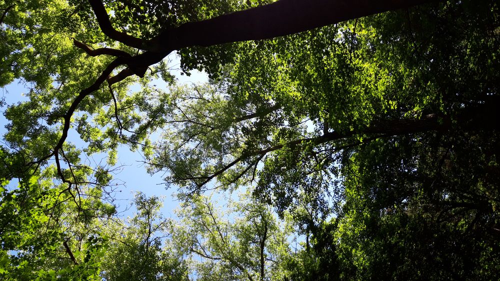 Foto: Naturbild. Blick vom Boden stehend in die Baumwipfel.