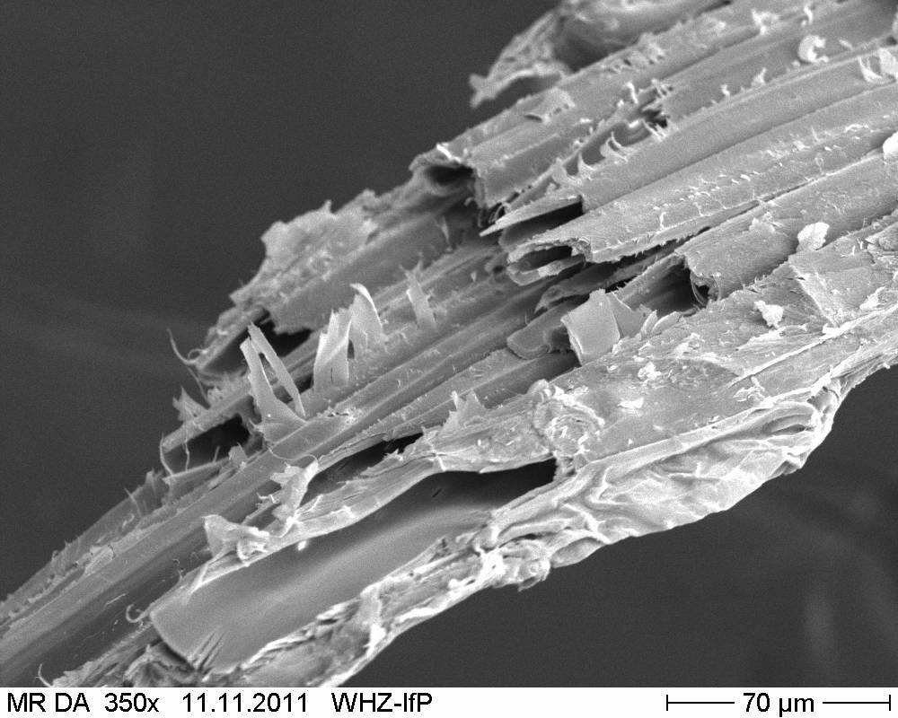 Meerrettich-Fasern unter dem Mikroskop