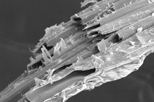 Meerrettich-Fasern unter dem Mikroskop